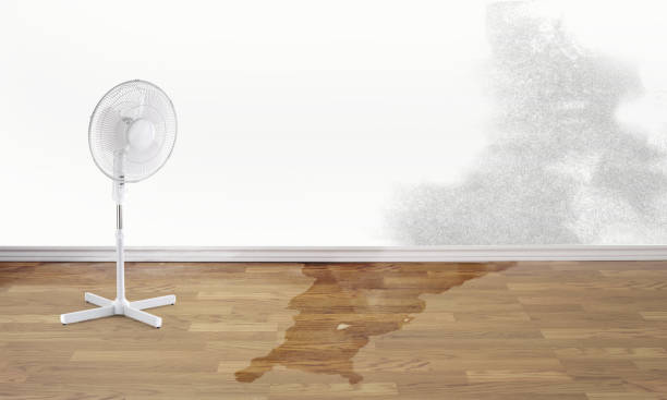 Best Water damage restoration specialists  in New Miami, OH