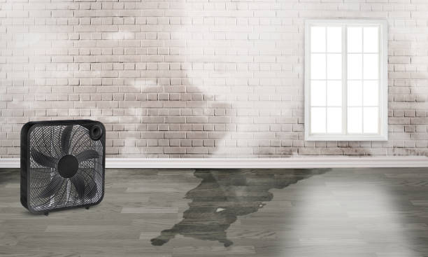 Best Flood restoration services  in New Miami, OH
